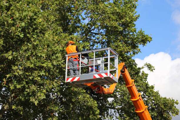 Leaf Removal in Crookston, MN